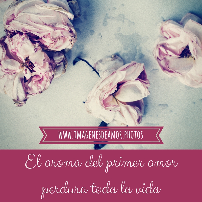 IMÁGENES DE FLORES ® Fotos de rosas con frases de amor